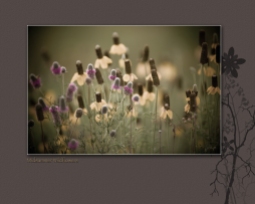 midsummer-wildflowers-6018